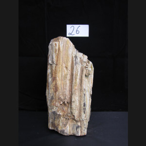 Fossiles versteinertes Holz