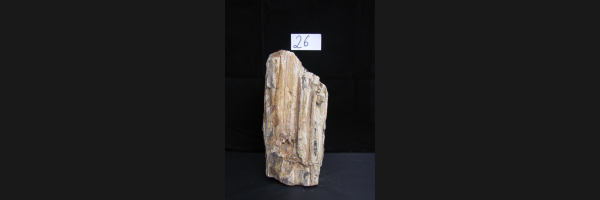Fossiles versteinertes Holz