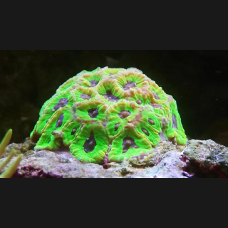 Smartphone Filter- und Makro-Linse für farbenprächtige Fotos ihrer Korallen und Fische.
