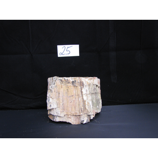 Fossiles versteinertes Holz Nr. 25