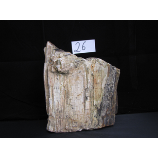 Fossiles versteinertes Holz Nr. 26