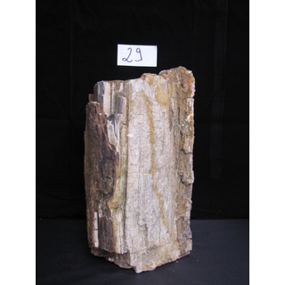 Fossiles versteinertes Holz Nr. 29